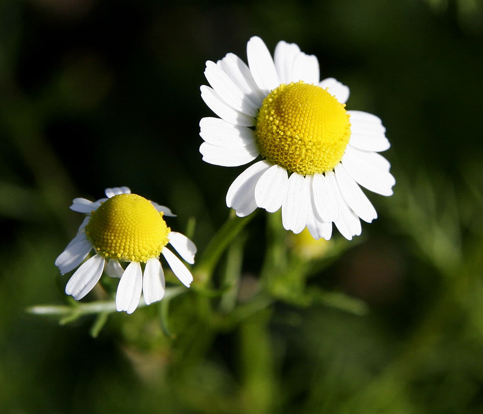 Chamomile Extract in Cosmetics: Skin-Soothing Formulation Strategies