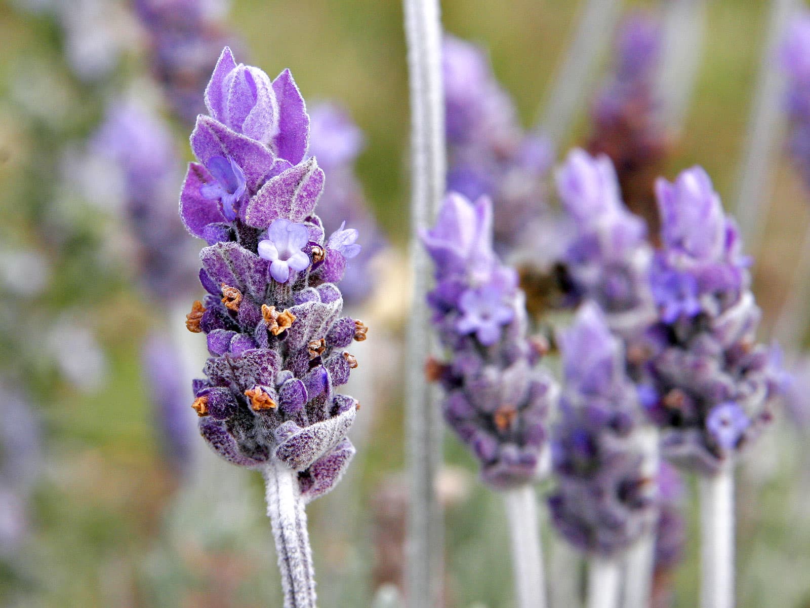 Lavender Angustifolia Oil: Specs & Actives
