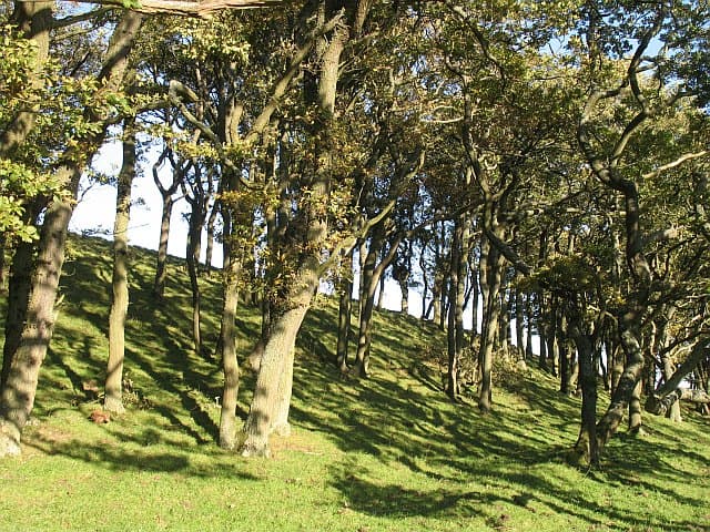 Oak Wood Extract: Specs, Actives & Extraction