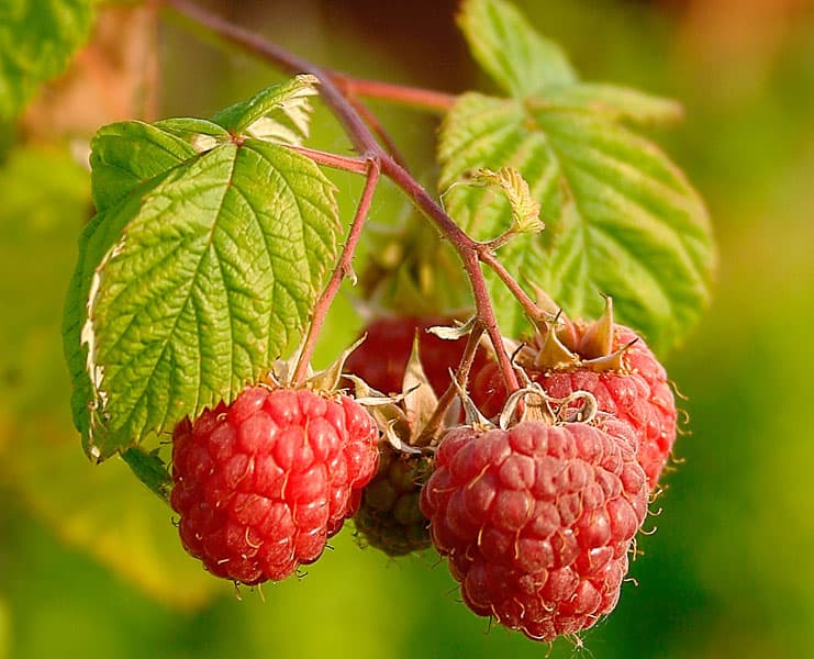 Raspberry Extract: Bioactives & Extraction Specs