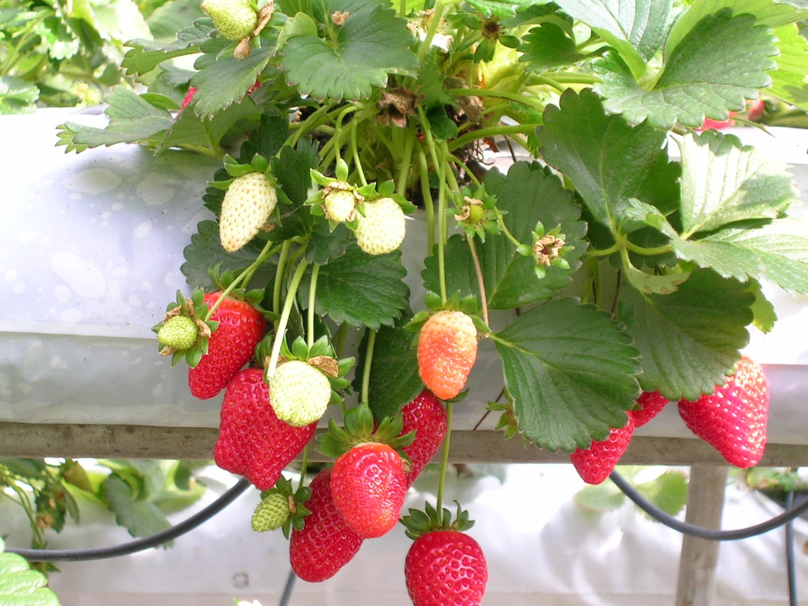 Strawberry Extract: Bioactives & Extraction Specs