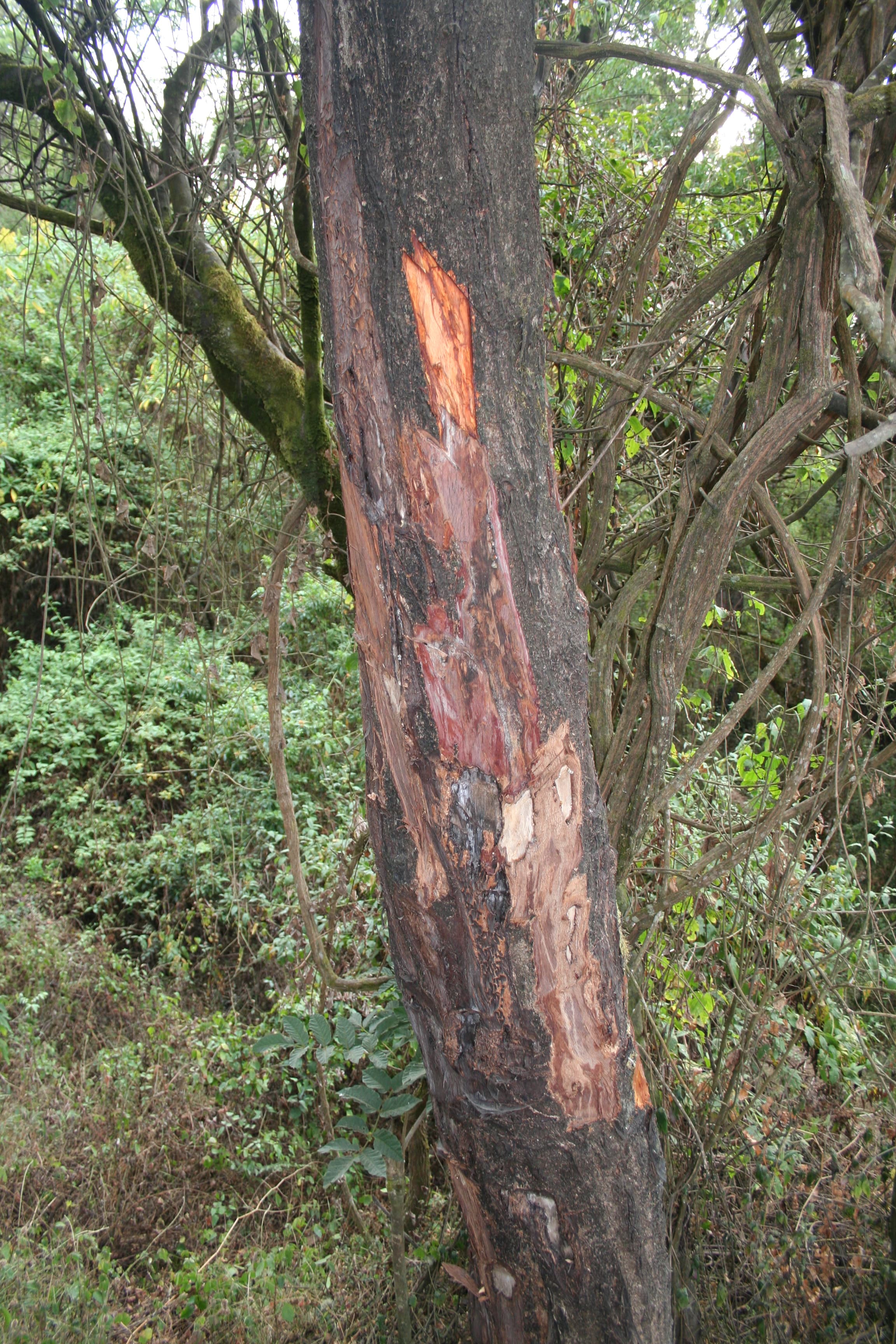 Prune Extract: Specs, Brix & Self-Preserving Science