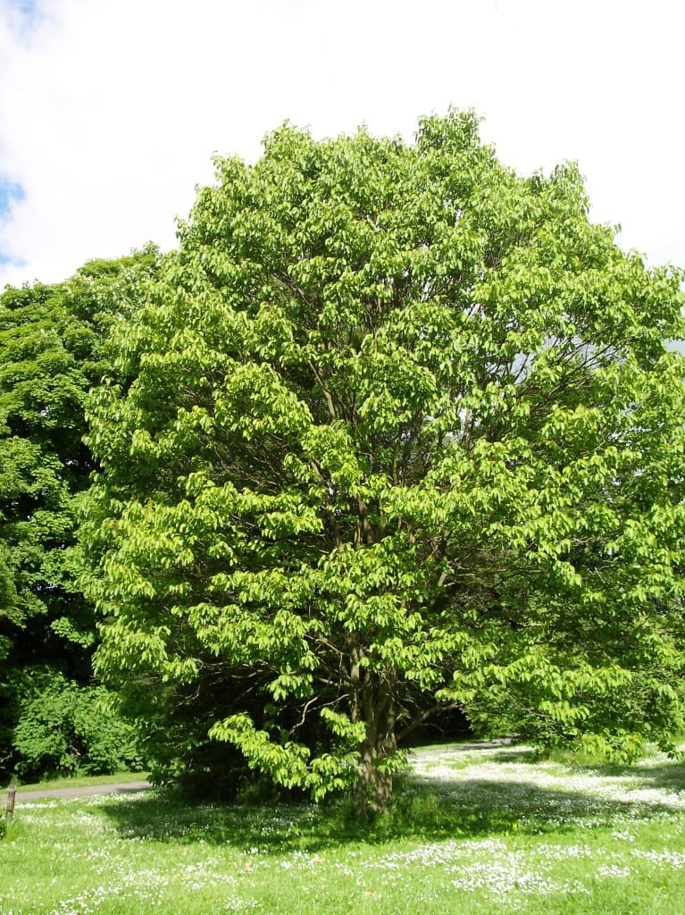 Raisin Extract: Brix, pH & Self-Preserving Specs